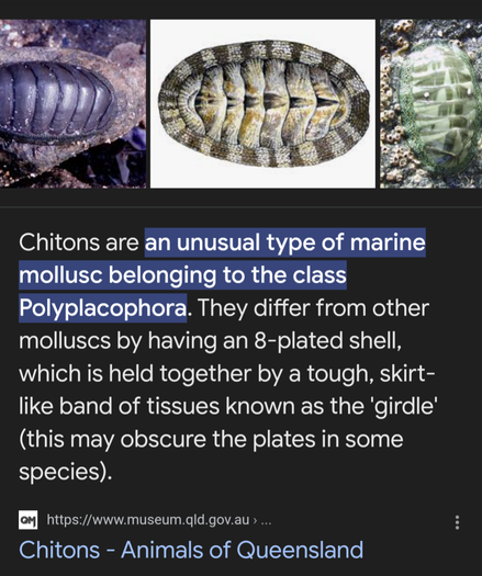 Search result screenshot 
Chitons are an unusual type of marine mollusc belonging to the class Polyplacophora. They differ from other molluscs by having an 8-plated shell, which is held together by a tough, skirt- like band of tissues known as the 'girdle’ (this may obscure the plates in some species). m https://www.museum.qld.gov.au > ... : Chitons - Animals of Queensland