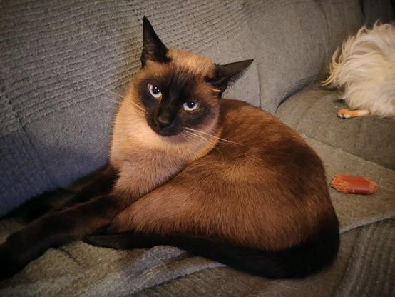 Siamese cat on the settee looking at the camera.