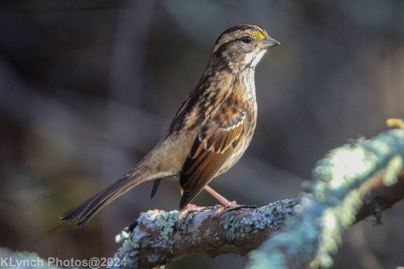 Chirp chirp