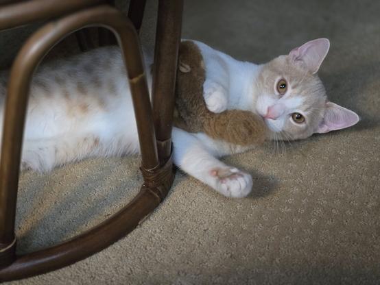 A butterscotch tabby on the floor looking at the camera, holding a cat toy!