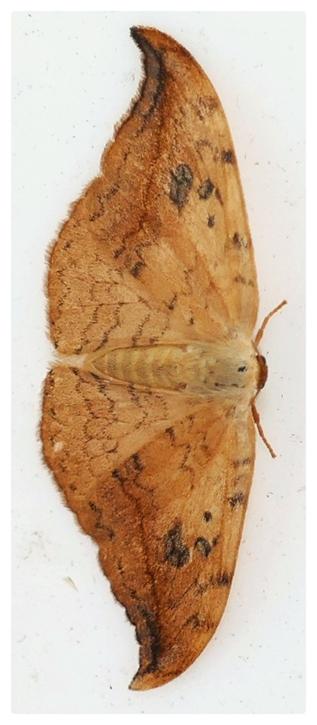 Heller Sichelflügler, Drepana falcataria
Ein Nachtfalter, von oben fotografiert, mit hellbraunen Flügeln, die Vorderflügel sind leicht geschwungen und enden in einem gebogenen Haken. Alle Flügel haben zarte, wellenförmige Querlinien und die Vorderflügel sing unregelmäßig dunkel gefleckt.