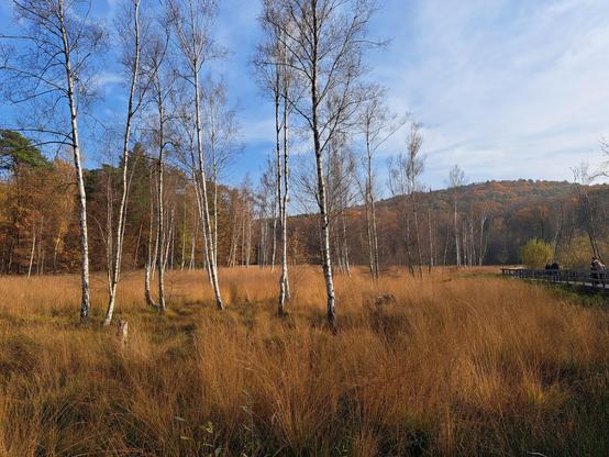 Die gleichen Birkenbäume, nur aus der anderen Perspektive. Nun sind im Hintergrund die Müggelberge mit buntem Herbstlaub zu erkennen.