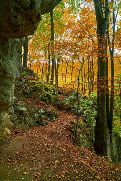 Autumn's very colorful forest, in brown, orange, gold and green hues. The left and top edges of the frame are surrounded by a limestone rock that is in slight shadow. On the right side, against the background of the rock, there are several beech trees. In the upper right corner of the frame, in the back, you can see golden-orange tree leaves. In the center of the frame, there are limestone boulders, covered partially with brown leaves and overgrown with moss and small tree seedlings. The leaves of the small trees are still green. From the bottom of the frame to its center leads a path covered with dry leaves, which quickly narrows and ends in front of the rocks in the center of the frame. There is no further way.