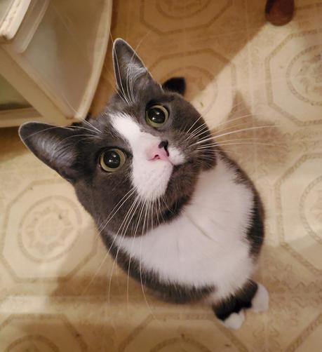 My green eyed, gray tuxedo cat, sitting primly on kitchen floor & looking up with his cute feline face.