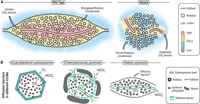 figure from one of the papers with schematioc illustrations of subcellular structures