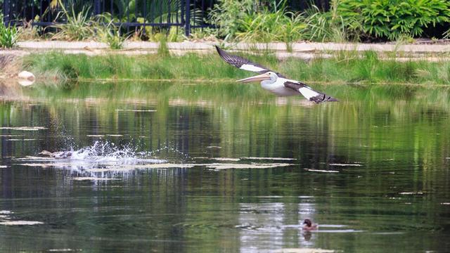 Australian Pelican flying, wings outstretched. It is predominantly white with black shoulders and black wing tips and trailing edge of the wing. Its large bill is a pastel pink (flesh toned). 
The water is relatively still, showing reflections of the shore foliage and trees, except where there is a significant splashing from a Pacific Black Duck chasing something off-camera. 
Down low in the right of frame, a a chocolate brown Hardhead (duck) bobs quietly.
