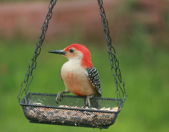 red-bellied woodpecker sitting on a hanging bird feeder