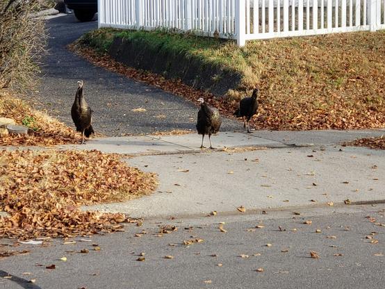 Three wild turkeys standing at the edge of a driveway on a residential city street.