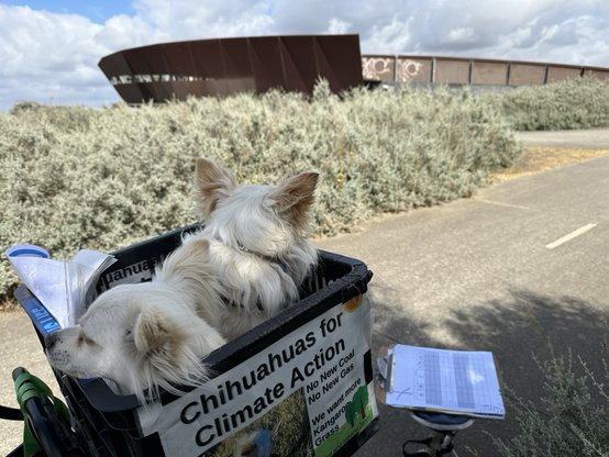 Two chihuahuas in a bike basket, Ned Kelly Bridge in the background