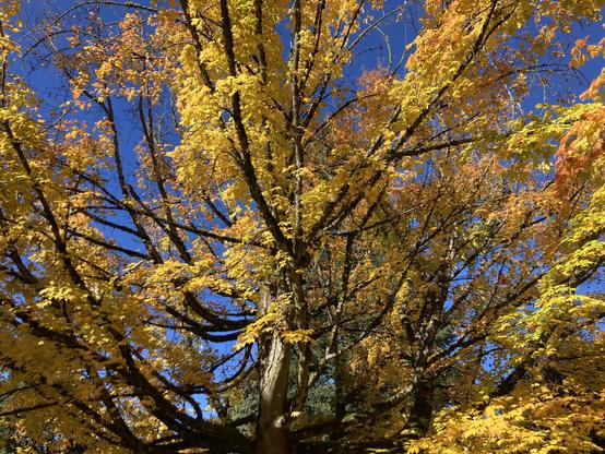 low-angle photo looking up into the branches of a large tree covered in yellow leaves against a blue sky