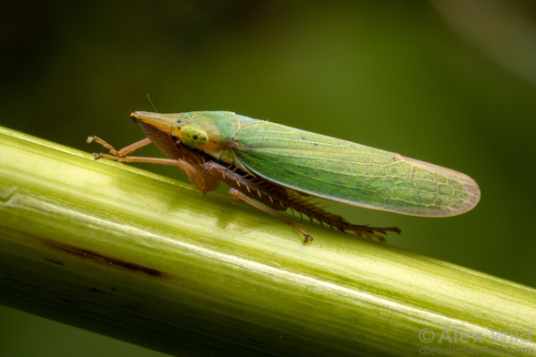 Photograph in side view of a rice-grain shaped green bug with a pointy nose standing on a thick blade of grass. The lighting is soft and moody.