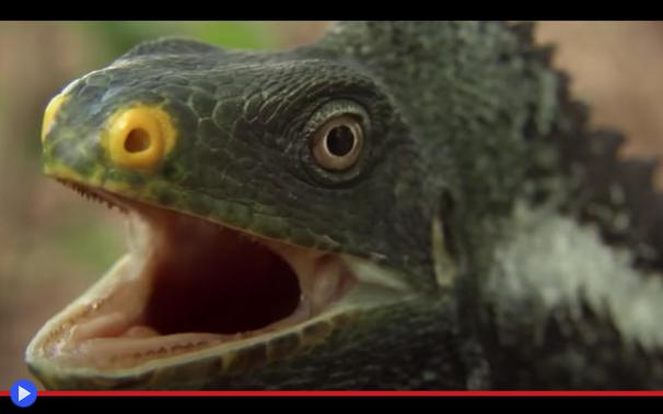 Primo piano di un'iguana crestata delle Fiji con la bocca aperta, le narici preminenti e gli occhi dalle grandi pupille cerchiate di giallo. L'animale sembra esprimere un senso di latente aggressività o sorpresa.