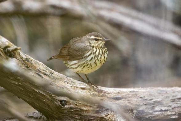A very round little brown and cream warbler with a heavily flecks breast perches on a bare log.
