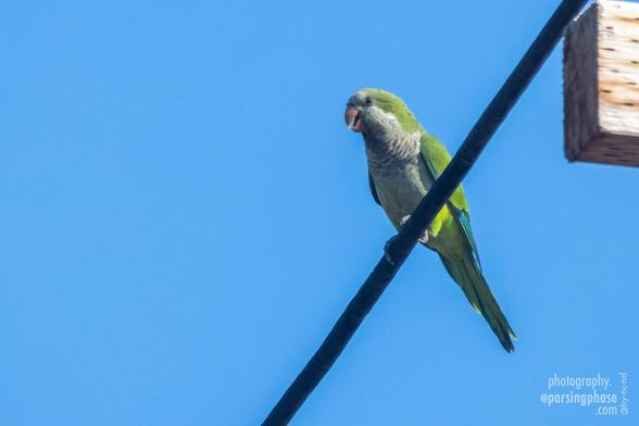 A bright green, gray breasted parrot sits on a telegraph wire in front of a bright blue sky.