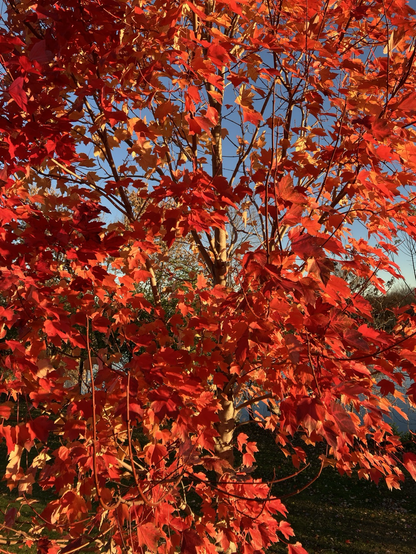 Red maple leaves glow on the small tree , highlighted by the morning sun