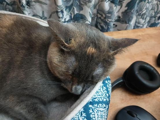 A dilute tortoiseshell cat with fur in muted tones of grey, orange and white is fast asleep in her turquoise and white cat bed on top of a low bookcase.