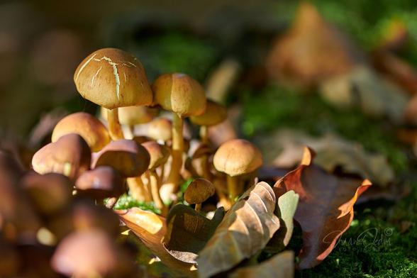 Close-up of a group of small mushrooms - Sulphur tuft. Only one mushroom is sharp, the others are heavily blurred. On the lower right, they are slightly sheltered by dry autumn leaves. In the background, heavily out-of-focus fragments of brown leaves and green moss. All the mushrooms are illuminated by the gentle, warm autumn sun.