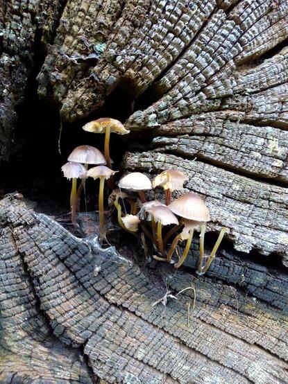 Small fungi growing on a log from a large, old. tree