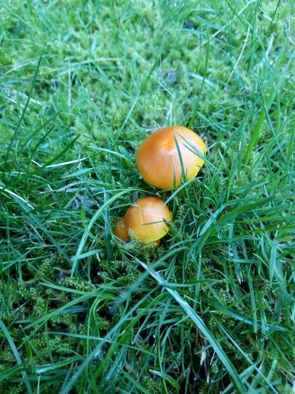 Two orange mushrooms in the green grass.