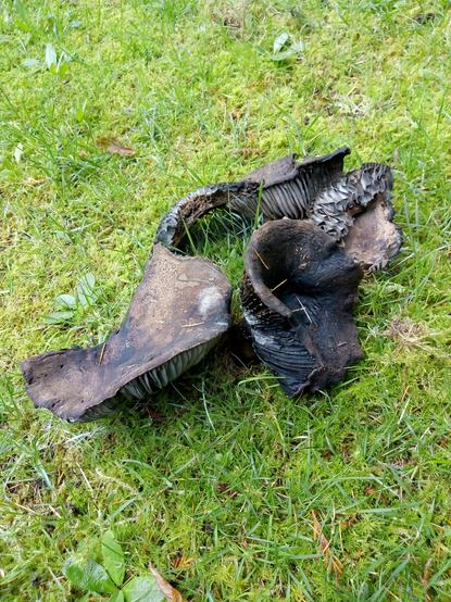 Black fungi in the green grass.