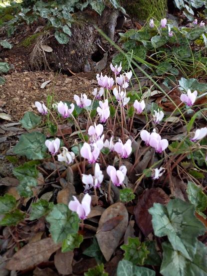 Woodland close-up. Pink tiny flowers growing outside an animals burrow.