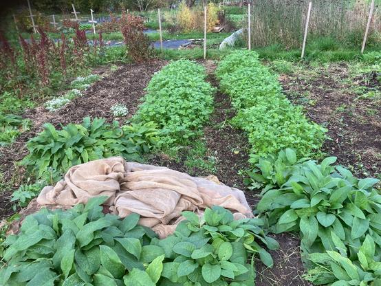 Five growing beds with leaf amaranths and alyssum snow pathways on the left, broad beans, two beds of mustard, phacelia, rye, vetch, peas and a bed of field beans on the right. The broad bean and field bean beds will have a thin leaf litter mulch added on top. Comfrey patches are growing in the front. Some couch grass is being suppressed underneath layers of sheep wool, cardboard and hessian.