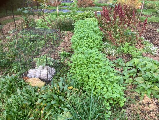 A bed of daisies in front with a caged perennial kale sitting in its own sheep wool cloud, a bed of green manures and a bed of red flowering leaf amaranths with comfrey in front. I can never grow too much comfrey.