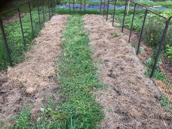 Inside a black fence are two beds mulched with dried hay grass. A living pathway of white clover and fresh cut grass is in between the two beds. The bed on the left has just been sown with a double row of broad beans. The bed on the right has just been sown with a triple row of field beans.