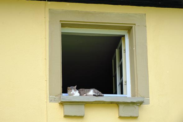 A tabby-and-white cat sleeps in an open window.