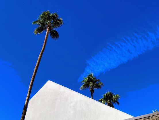 A very tall Palm tree rises to its crown of fronds against a brilliant blue sky. A trapezoidal white plaster gable wall forms a geometric shape at the base of the photo. Two more palms are visible side by side behind the wall.  The phone camera's logic has rendered a stripe of high clouds as a paler blue against the more vivid sky.