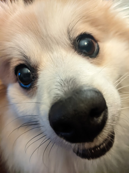 A close up of a smiling Pomeranian dog.