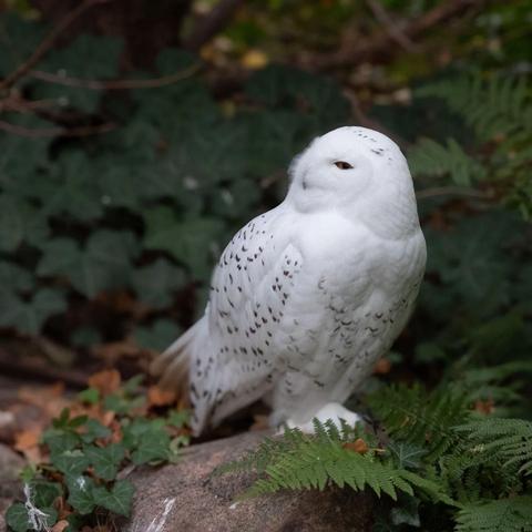 Snowy Owl #owl

#bird #birds #birdphotography #nature #photography 🪶 #hedwig