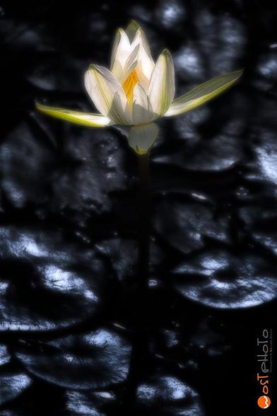 Illuminated seerose coming out of the dark pond.