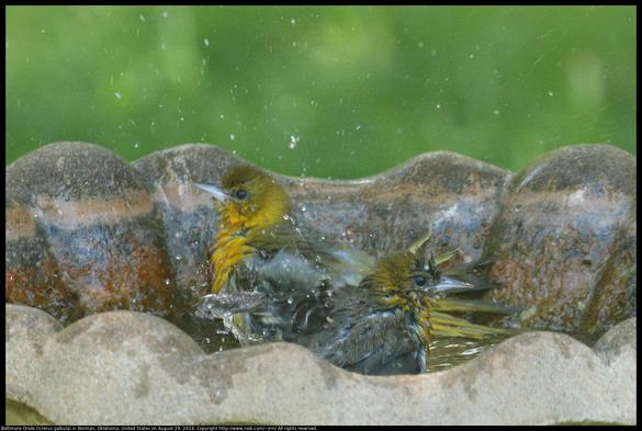 Two young Baltimore Oriole (Icterus galbula) birds were splashing in a bird bath in Norman, Oklahoma, United States on August 29, 2024.