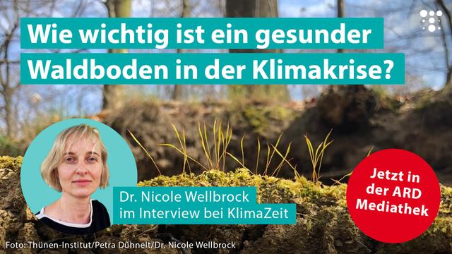 Ein Bild zeigt den Titel „Wie wichtig ist ein gesunder Waldboden in der Klimakrise?“ auf einem türkisen Textfeld. Im Vordergrund ist ein poröser, bewachsener Waldboden zu sehen, mit kleinen Pflanzen und Wurzeln. Links ist ein Porträtfoto von Dr. Nicole Wellbrock vom Thünen-Institut für Waldökosysteme zu sehen. Neben ihrem Bild steht der Text: „Dr. Nicole Wellbrock vom Thünen-Institut für Waldökosysteme im Interview“. Rechts befindet sich ein roter Kreis mit der Aufschrift: „Jetzt in der ARD Mediathek“.