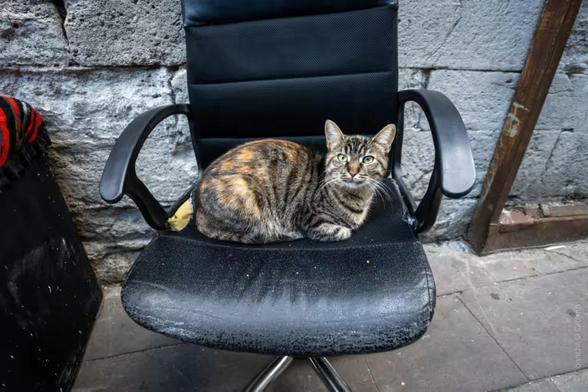 The image shows a cat sitting comfortably on a black office chair. The cat has a tabby coat with a mix of brown, orange, and black markings, and it is looking directly at the camera with bright green eyes. The chair appears to be slightly worn, especially on the seat, which shows some signs of use. The background consists of a stone or brick wall, suggesting that the setting might be either outdoors or in an industrial or rustic indoor space. There is also a red and black striped fabric visible to the left side of the image. The overall scene gives off a cozy and relaxed vibe, with the cat being the focal point of attention.