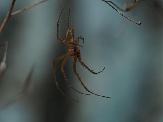 Eine Spinne in ihrem Netz, von links unten fotografiert. Ein paar dünne Äste und das Netz sind noch zu erkennen, der Hintergrund ist bis zur Unkenntlichkeit verschwommen.