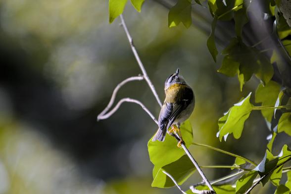 Roitelet sur une branche au milieu des feuillages
