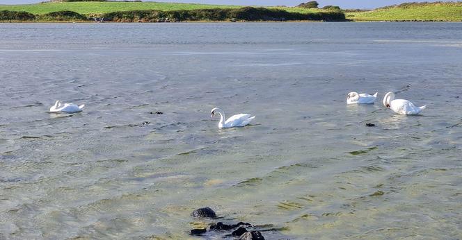 Four Swans, photocredit 1. Neu-Kelte