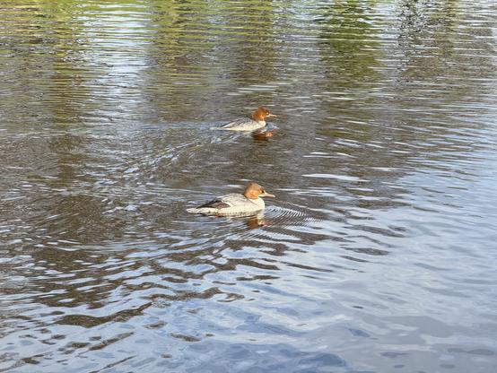 Two goosanders on a lake