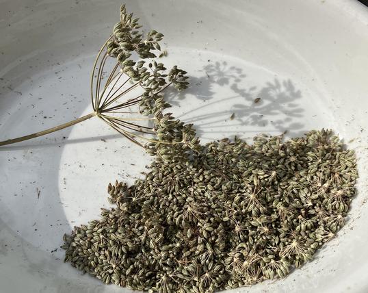 A bronze fennel flower full of seeds in a white bowl full of fennel seeds.
