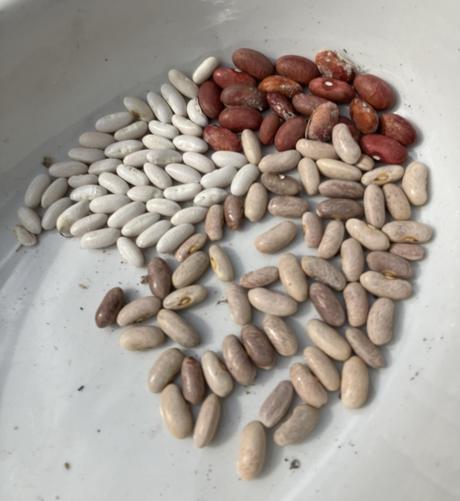 Four kinds of dried beans for seeds in a white bowl. Scarlet Runner, King of the Variety, Pole Snap Scalzo Italian, and Wing Dau Ron.