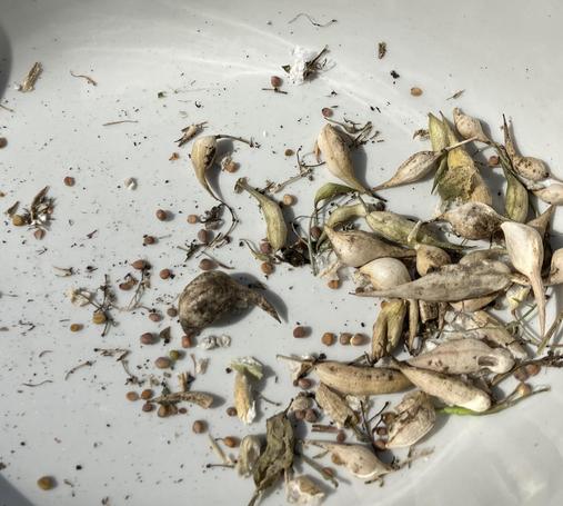Harvesting radish seeds. The seeds are little and they are in these white oblong pods.