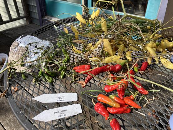 Four kinds of peppers I’m going to collect seeds from: Hot Fish, Shishito, Bananna Lola, and ???