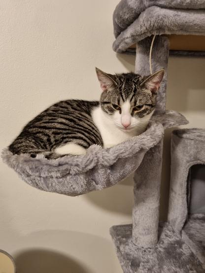 Gizmo, a grey and white kitten curled up in a hanging basket on a cat tree