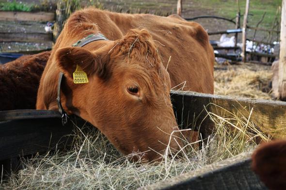 Une vache mange du foin, la tête dans une mangeoire en bois dehors.