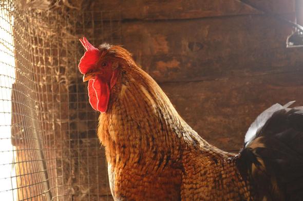 Un coq vu de profil, à l'intérieur en contre-jour. Les plumes longues et fines de son cou lui font une crinière. Sa crête dessine deux cornes dressées sur son front.