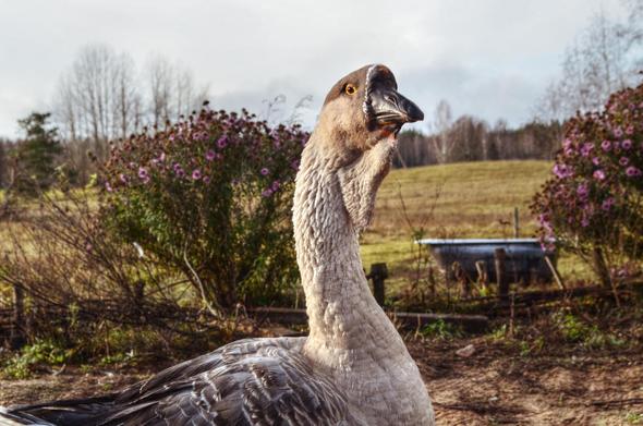 Un jars. Le plumage de son cou ressemble à de la laine mouillée. Un grand goitre pend sous son cou.