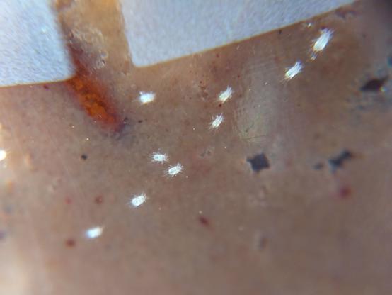 A loose line of small white mites crawling along the outside of a 32 oz. (945 mL) plastic tub containing fruit fly medium, a light brown paste. A fruit fly pupa, an elongated reddish-brown case, is buried in it.