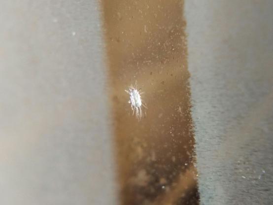 Another mite up close. Its front two pairs of legs point forwards and the back two pairs backwards, although they are a bit more evenly spaced around the body than the legs of, say, red velvet mites. The body is roughly oval, with a higher ridge down the centre with grooves on either side.